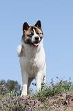 AKITA AMERICAIN 005